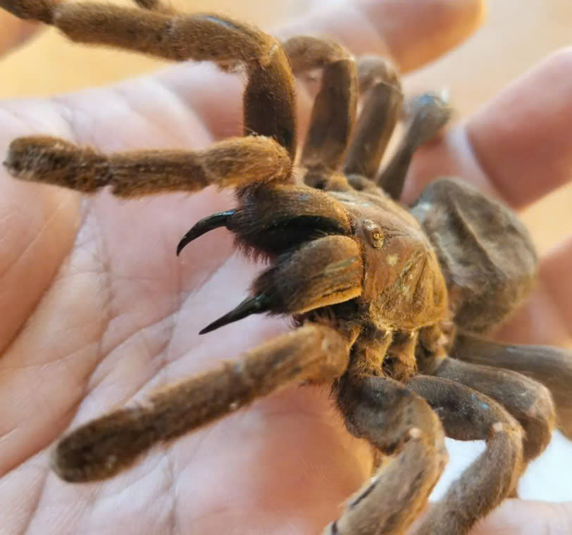 Real Tarantula (Citharognathus tongmianensis) - Taxidermy Art - Gothic Home Decor & Oddities Collection - Unique Curiosity Display