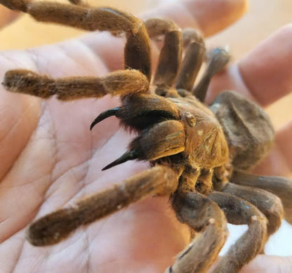 Real Tarantula (Citharognathus tongmianensis) - Taxidermy Art - Gothic Home Decor & Oddities Collection - Unique Curiosity Display