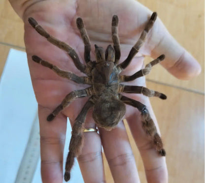 Real Tarantula (Citharognathus tongmianensis) - Taxidermy Art - Gothic Home Decor & Oddities Collection - Unique Curiosity Display