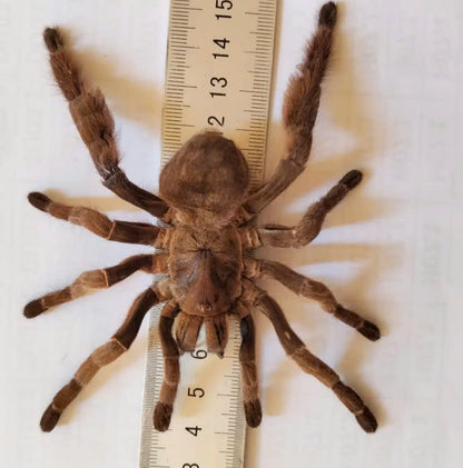 Real Tarantula (Citharognathus tongmianensis) - Taxidermy Art - Gothic Home Decor & Oddities Collection - Unique Curiosity Display