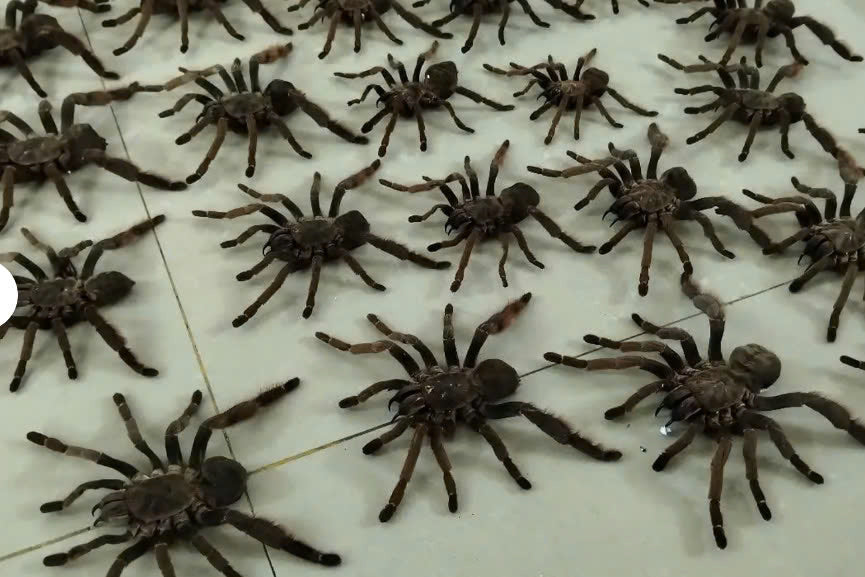 Real Tarantula (Citharognathus tongmianensis) - Taxidermy Art - Gothic Home Decor & Oddities Collection - Unique Curiosity Display