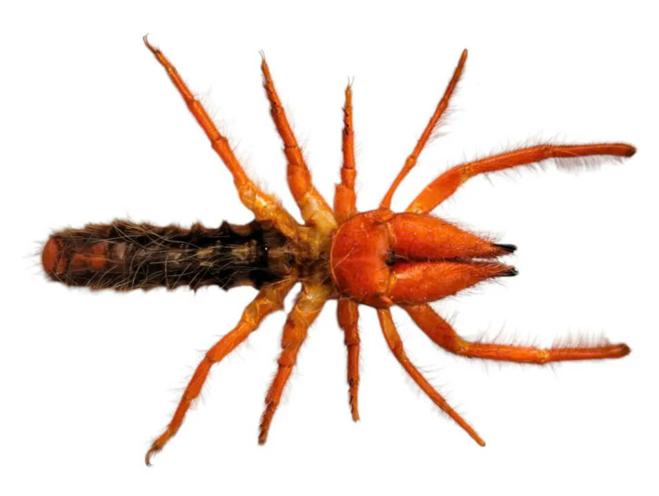 Real Camel Spider (Dinorhax rostrumpsittaci) - Dry Specimen - Exotic Arachnid - Taxidermy for Gothic Decor & Oddities Collection