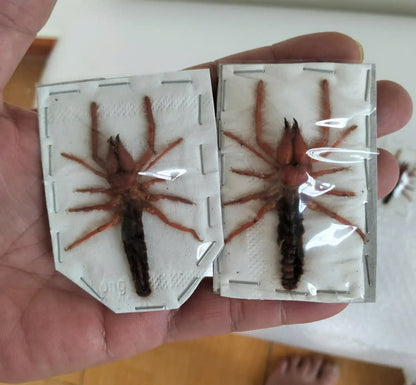 Real Camel Spider (Dinorhax rostrumpsittaci) - Dry Specimen - Exotic Arachnid - Taxidermy for Gothic Decor & Oddities Collection