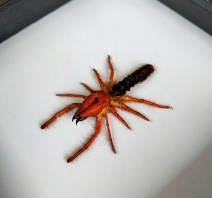 Real Camel Spider (Dinorhax rostrumpsittaci) - Dry Specimen - Exotic Arachnid - Taxidermy for Gothic Decor & Oddities Collection