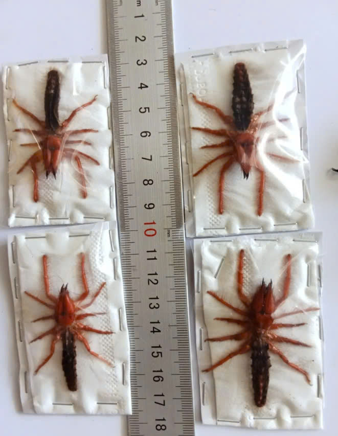 Real Camel Spider (Dinorhax rostrumpsittaci) - Dry Specimen - Exotic Arachnid - Taxidermy for Gothic Decor & Oddities Collection