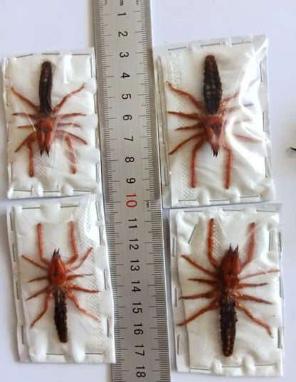 Real Camel Spider (Dinorhax rostrumpsittaci) - Dry Specimen - Exotic Arachnid - Taxidermy for Gothic Decor & Oddities Collection