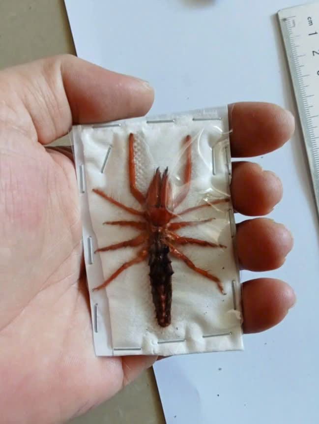 Real Camel Spider (Dinorhax rostrumpsittaci) - Dry Specimen - Exotic Arachnid - Taxidermy for Gothic Decor & Oddities Collection