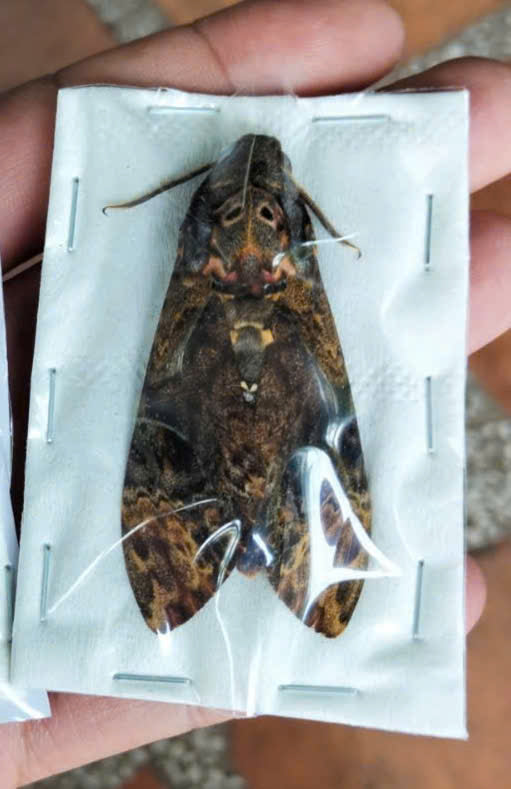 Death Head Moth Specimen - Vietnam Moth Taxidermy, Dried Insect