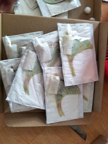 Actias Selene Dried Insect Pack of 1 - Closed-Wing Real Moths for Taxidermy, Unmounted Lepidoptera Display