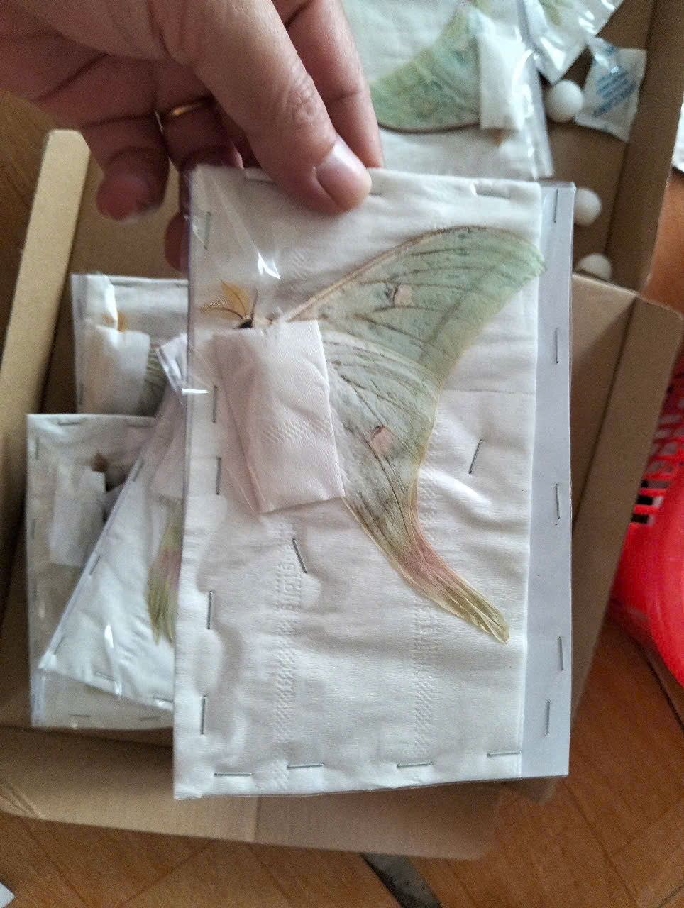 Actias Selene Dried Insect Pack of 1 - Closed-Wing Real Moths for Taxidermy, Unmounted Lepidoptera Display