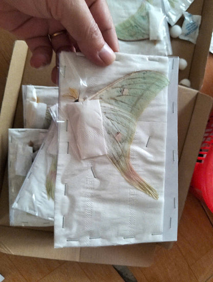 Actias Selene Dried Insect Pack of 1 - Closed-Wing Real Moths for Taxidermy, Unmounted Lepidoptera Display
