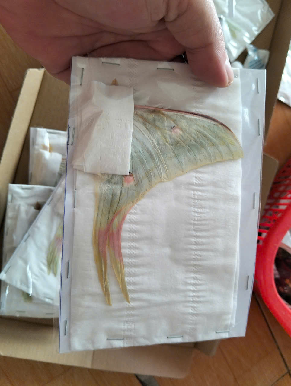 Actias Selene Dried Insect Pack of 1 - Closed-Wing Real Moths for Taxidermy, Unmounted Lepidoptera Display