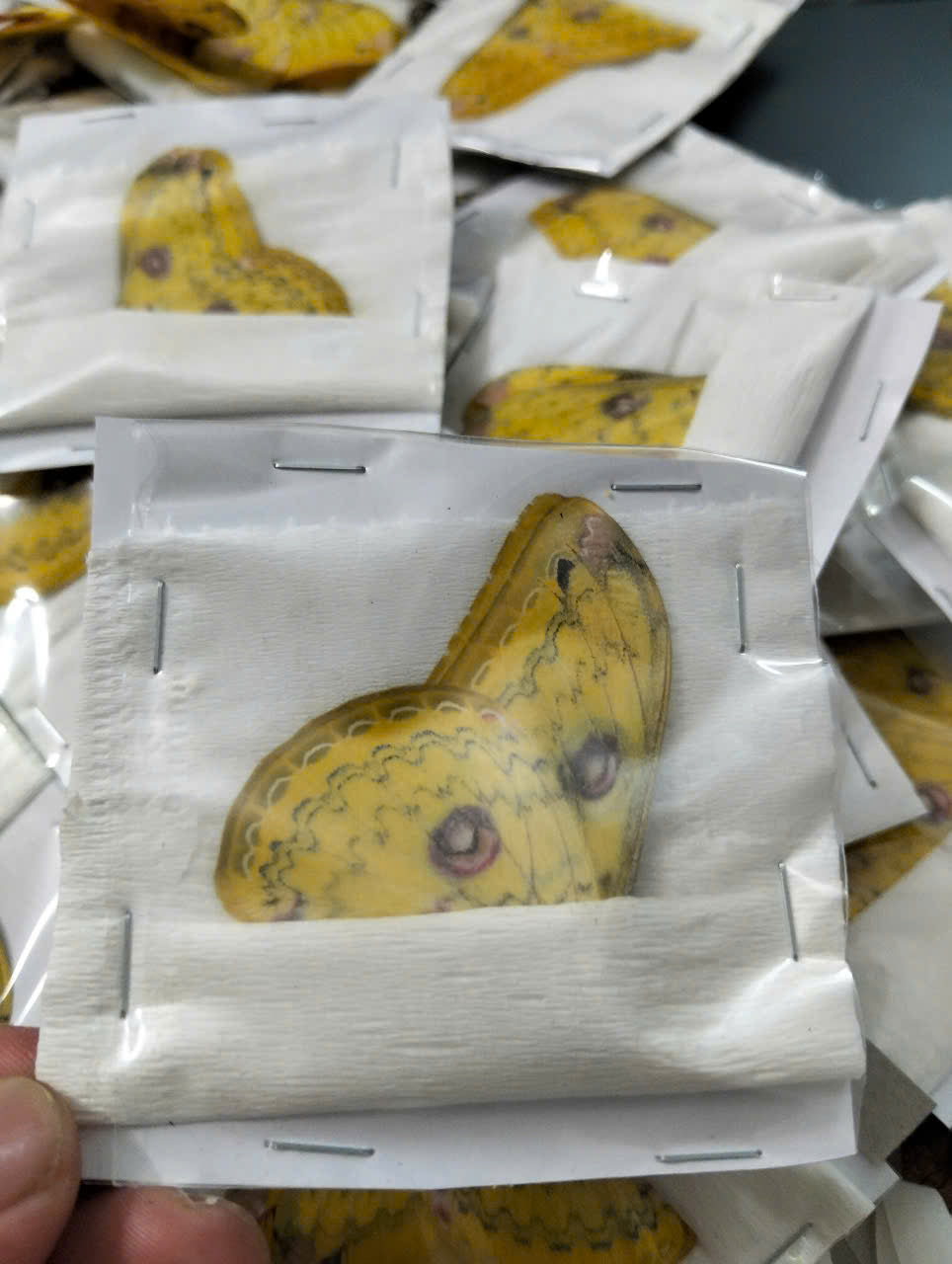 Loepa formosensis - Real Saturniidae Moth - Wings Closed - Dry Specimen - Exotic Silk Moth - Insect Taxidermy Collectible