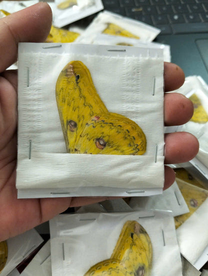 Loepa formosensis - Real Saturniidae Moth - Wings Closed - Dry Specimen - Exotic Silk Moth - Insect Taxidermy Collectible