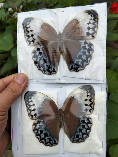 Stichophthalma uemura - Real Butterfly Specimen - Wings Closed - Dry Taxidermy - Rare Exotic Collectible