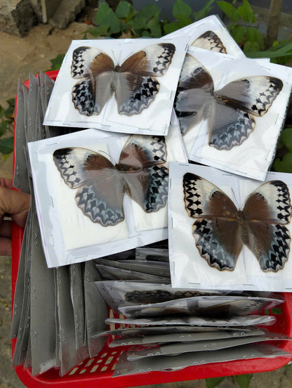 Stichophthalma uemura - Real Butterfly Specimen - Wings Closed - Dry Taxidermy - Rare Exotic Collectible