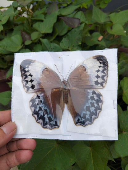Stichophthalma uemura - Real Butterfly Specimen - Wings Closed - Dry Taxidermy - Rare Exotic Collectible