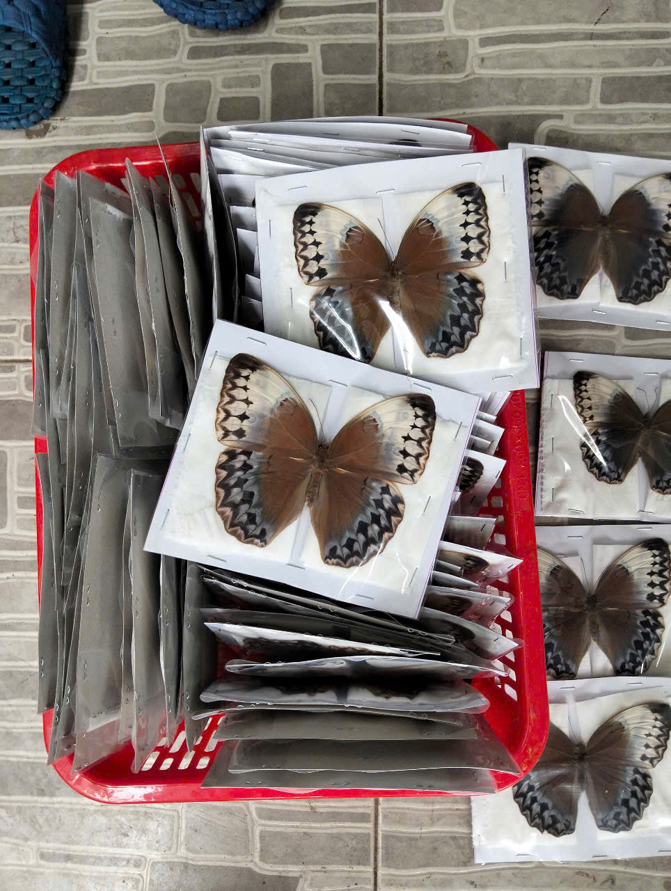 Stichophthalma uemura - Real Butterfly Specimen - Wings Closed - Dry Taxidermy - Rare Exotic Collectible