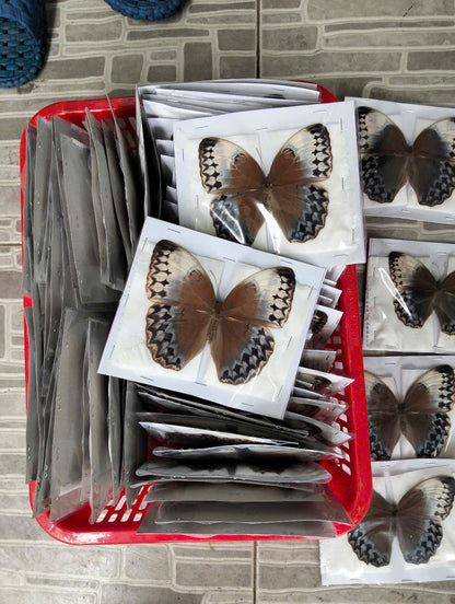 Stichophthalma uemura - Real Butterfly Specimen - Wings Closed - Dry Taxidermy - Rare Exotic Collectible