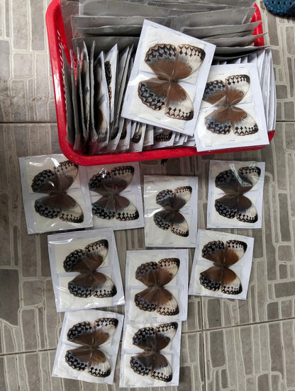 Stichophthalma uemura - Real Butterfly Specimen - Wings Closed - Dry Taxidermy - Rare Exotic Collectible
