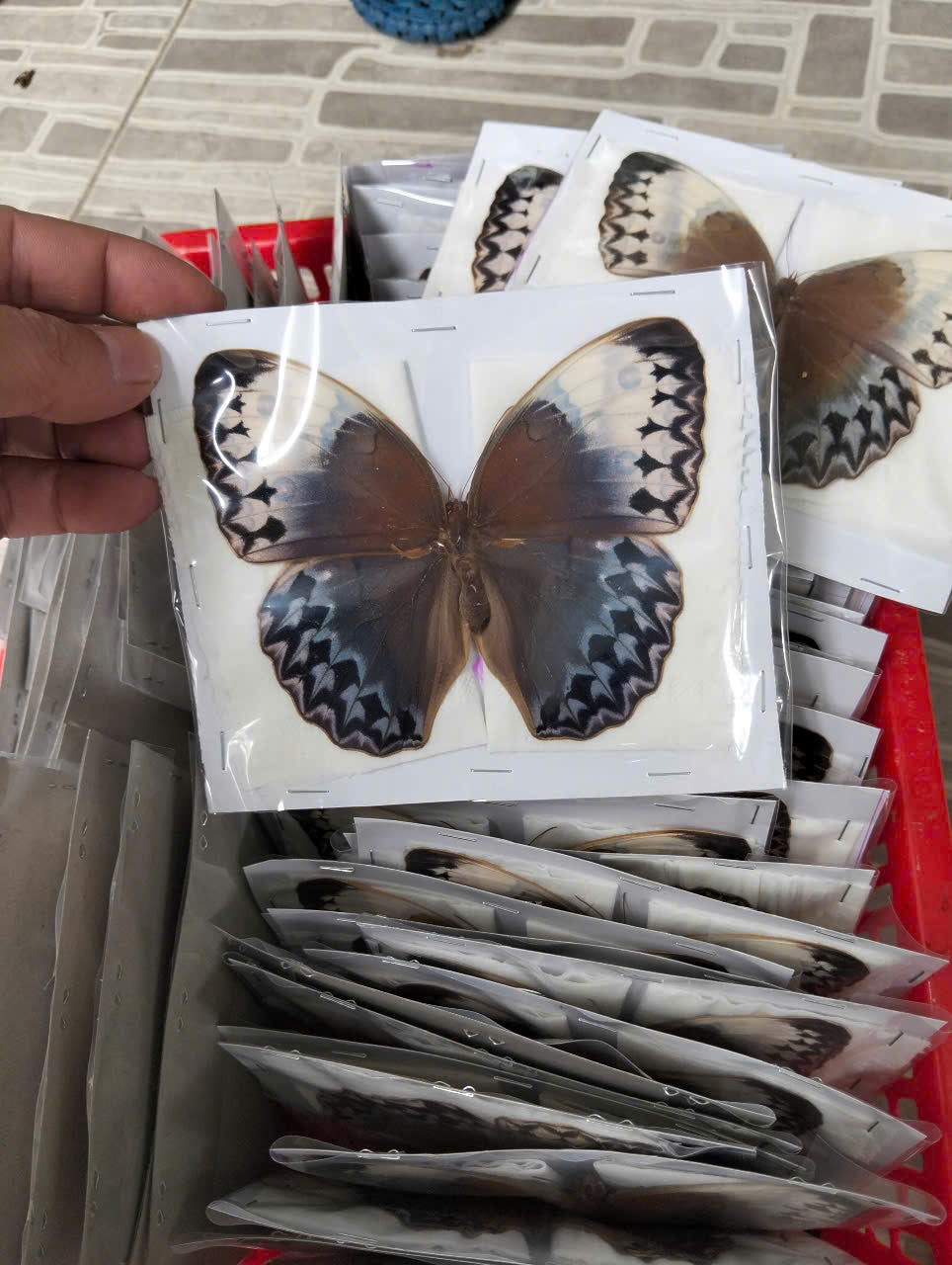 Stichophthalma uemura - Real Butterfly Specimen - Wings Closed - Dry Taxidermy - Rare Exotic Collectible