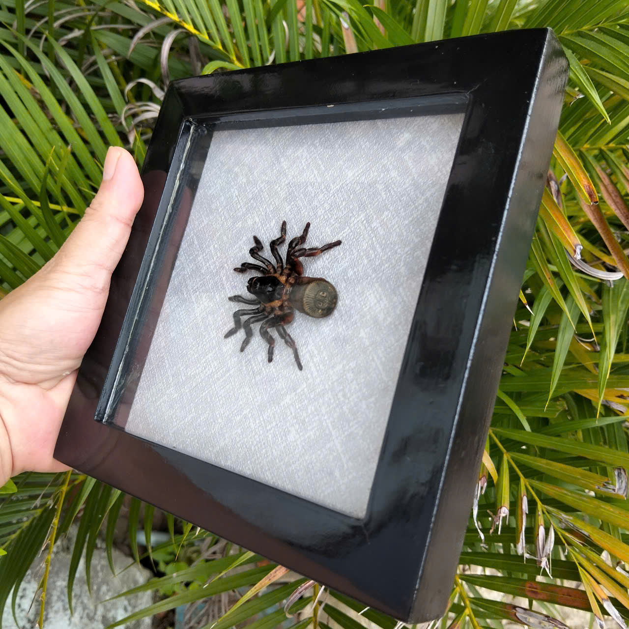 Vietnam Hourglass Trapdoor Spider - Real Cyclocosmia ricketti Framed Insect Oddity, Personalized Décor (in US)