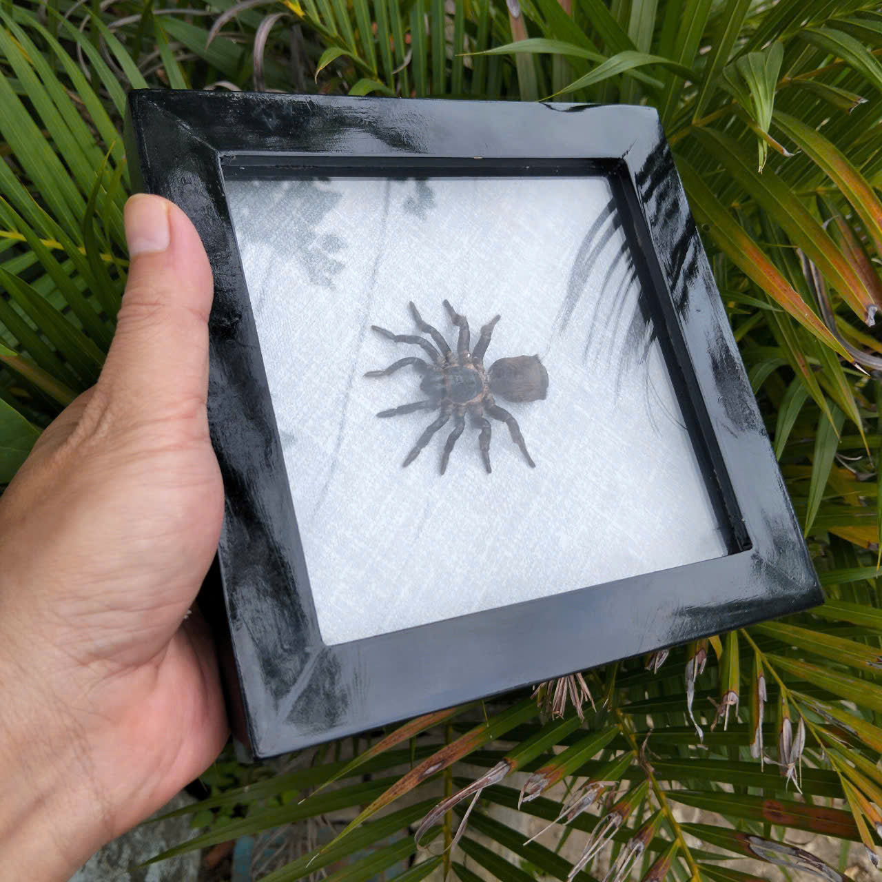 Vietnam Hourglass Trapdoor Spider - Real Cyclocosmia ricketti Framed Insect Oddity, Personalized Décor (in US)