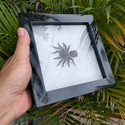 Vietnam Hourglass Trapdoor Spider - Real Cyclocosmia ricketti Framed Insect Oddity, Personalized Décor (in US)
