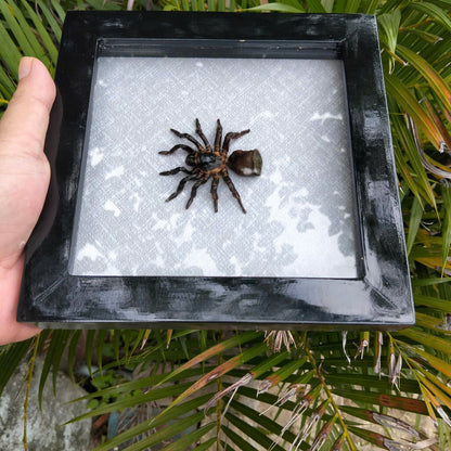 Vietnam Hourglass Trapdoor Spider - Real Cyclocosmia ricketti Framed Insect Oddity, Personalized Décor (in US)