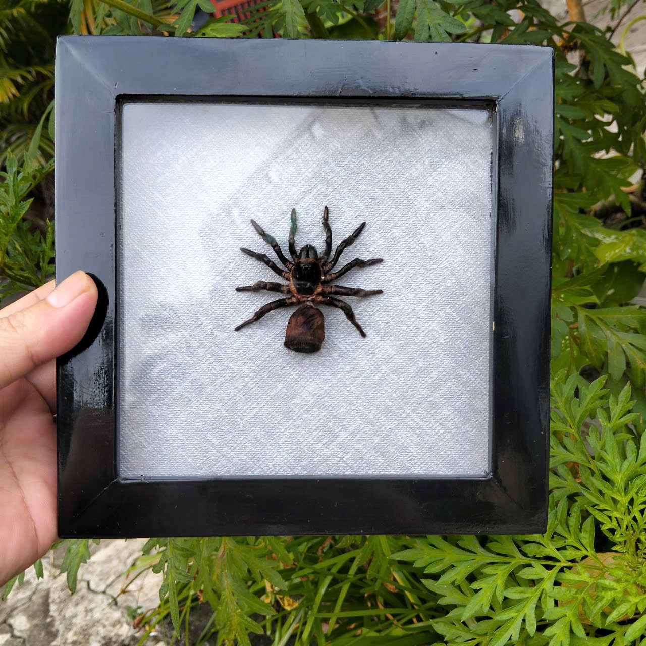Vietnam Hourglass Trapdoor Spider - Real Cyclocosmia ricketti Framed Insect Oddity, Personalized Décor (in US)
