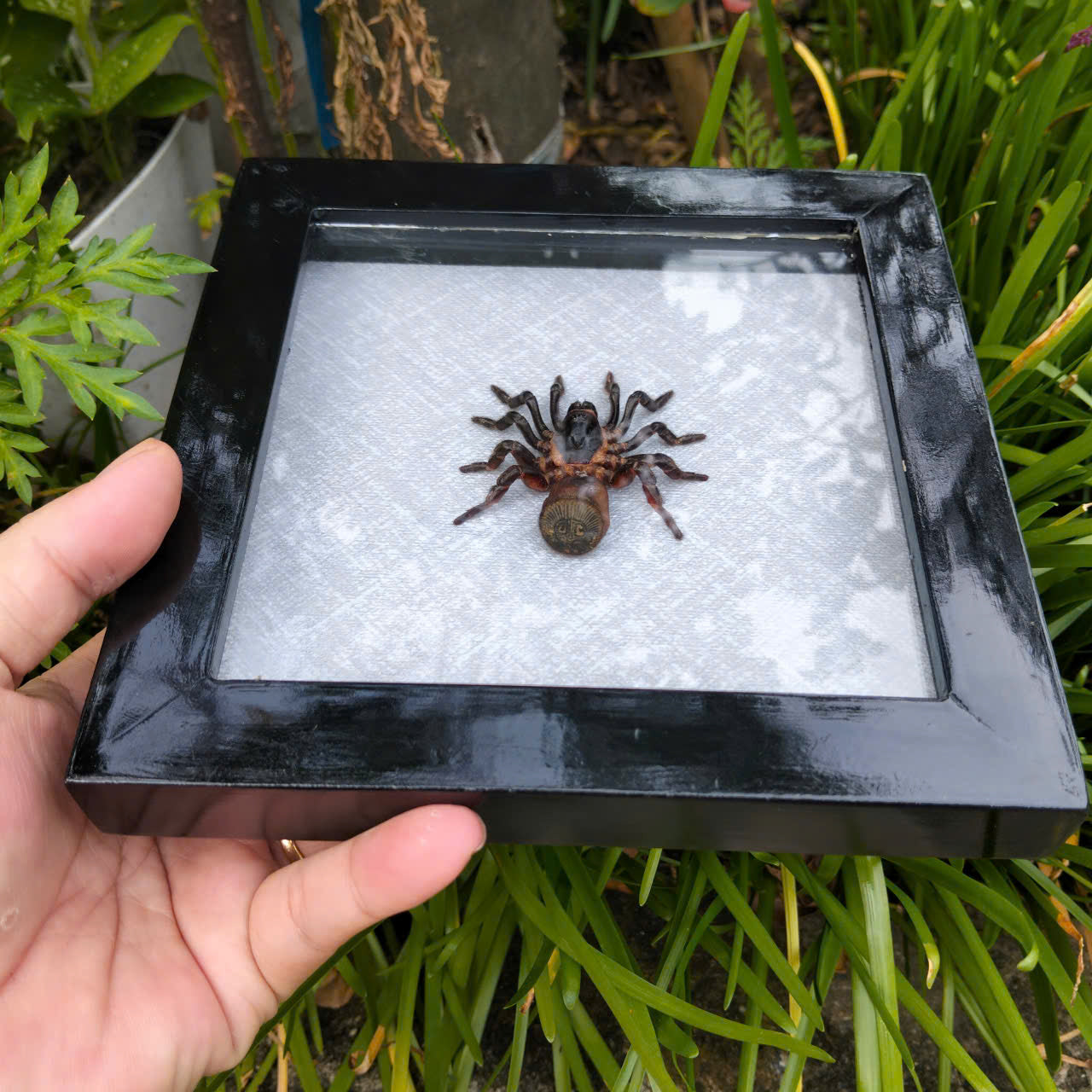 Vietnam Hourglass Trapdoor Spider - Real Cyclocosmia ricketti Framed Insect Oddity, Personalized Décor (in US)