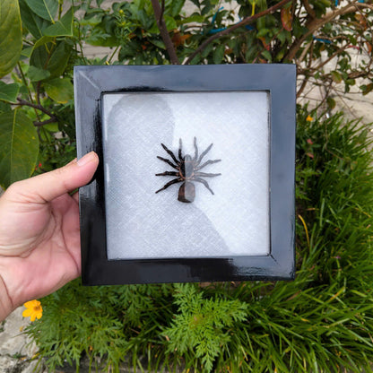 Vietnam Hourglass Trapdoor Spider - Real Cyclocosmia ricketti Framed Insect Oddity, Personalized Décor (in US)
