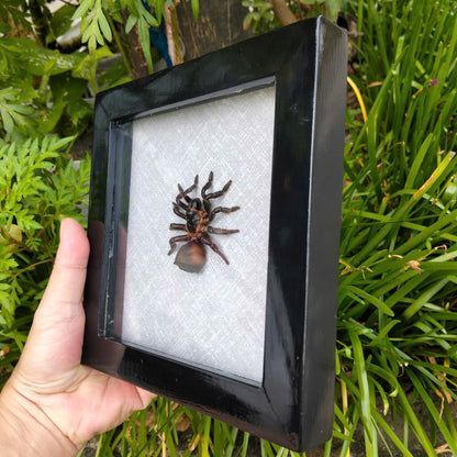 Vietnam Hourglass Trapdoor Spider - Real Cyclocosmia ricketti Framed Insect Oddity, Personalized Décor (in US)