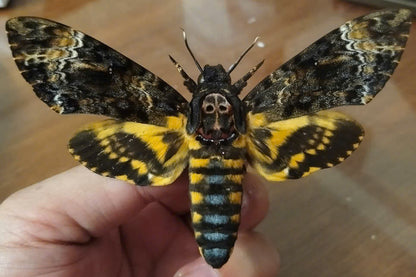 Death’s Head Moth Specimen - Real Vietnam Moth Spread Wings