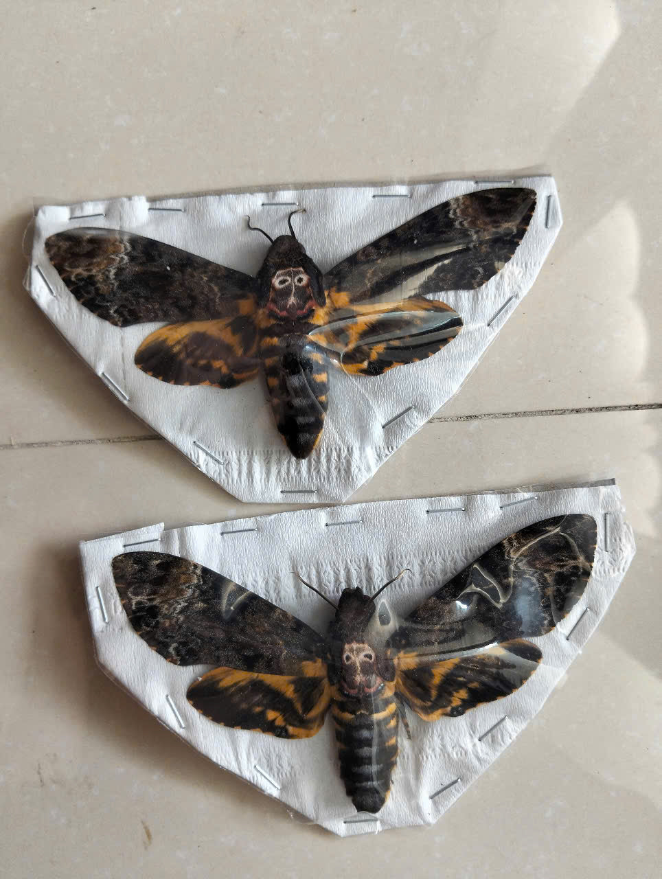 Death’s Head Moth Specimen - Real Vietnam Moth Spread Wings