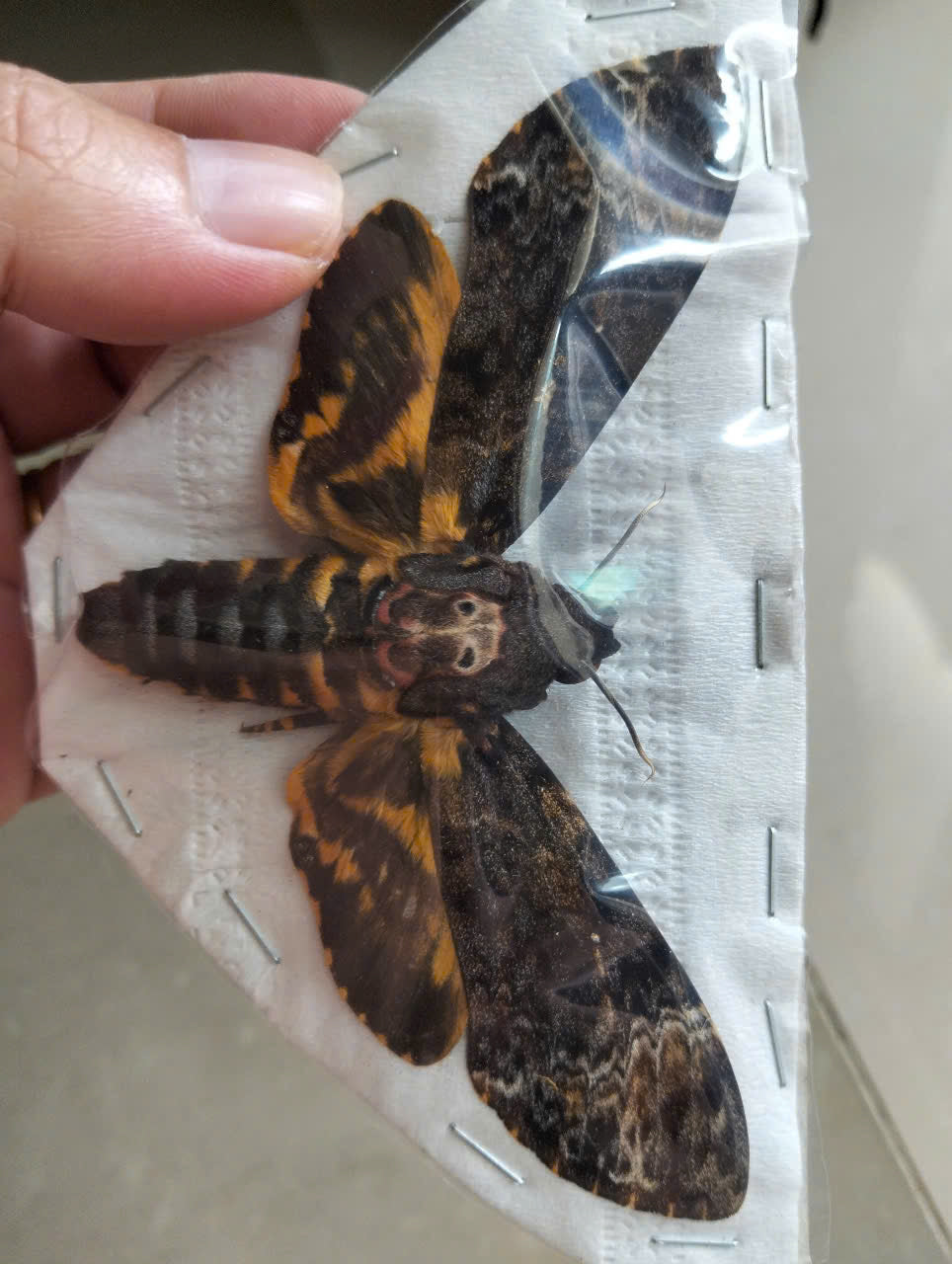 Death’s Head Moth Specimen - Real Vietnam Moth Spread Wings