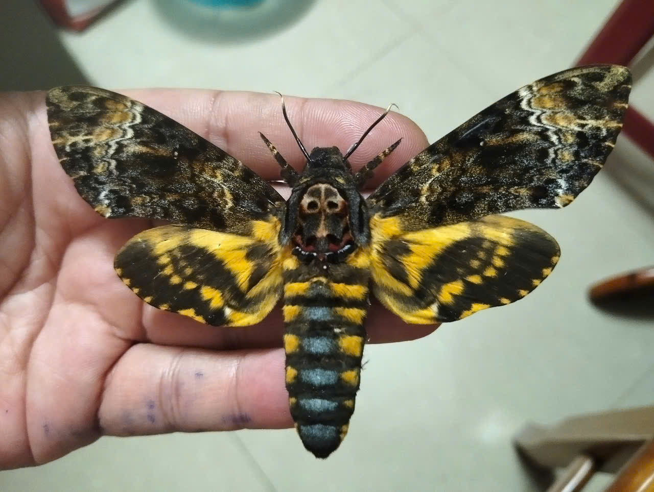 Death’s Head Moth Specimen - Real Vietnam Moth Spread Wings