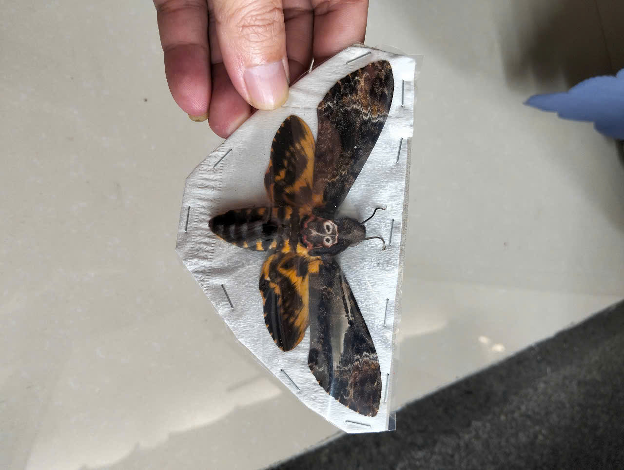 Death’s Head Moth Specimen - Real Vietnam Moth Spread Wings