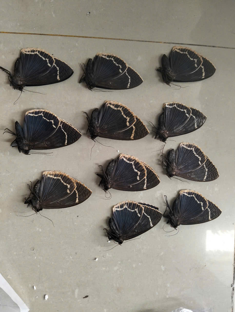 Erebus albicincta obscurata – Dried Moth Specimen | Closed Wings | Taxidermy Oddities