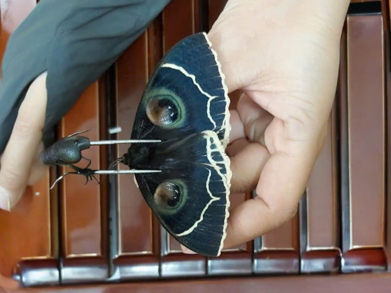 Erebus albicincta obscurata – Dried Moth Specimen | Closed Wings | Taxidermy Oddities