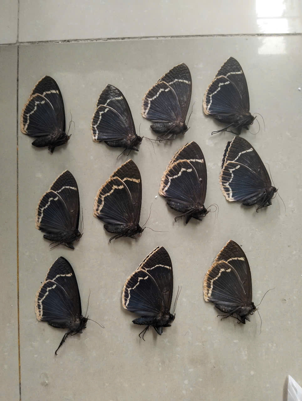 Erebus albicincta obscurata – Dried Moth Specimen | Closed Wings | Taxidermy Oddities