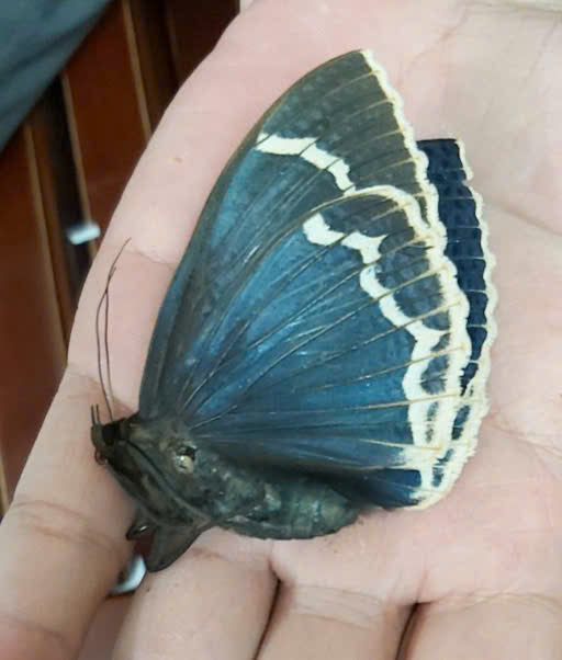 Erebus albicincta obscurata – Dried Moth Specimen | Closed Wings | Taxidermy Oddities