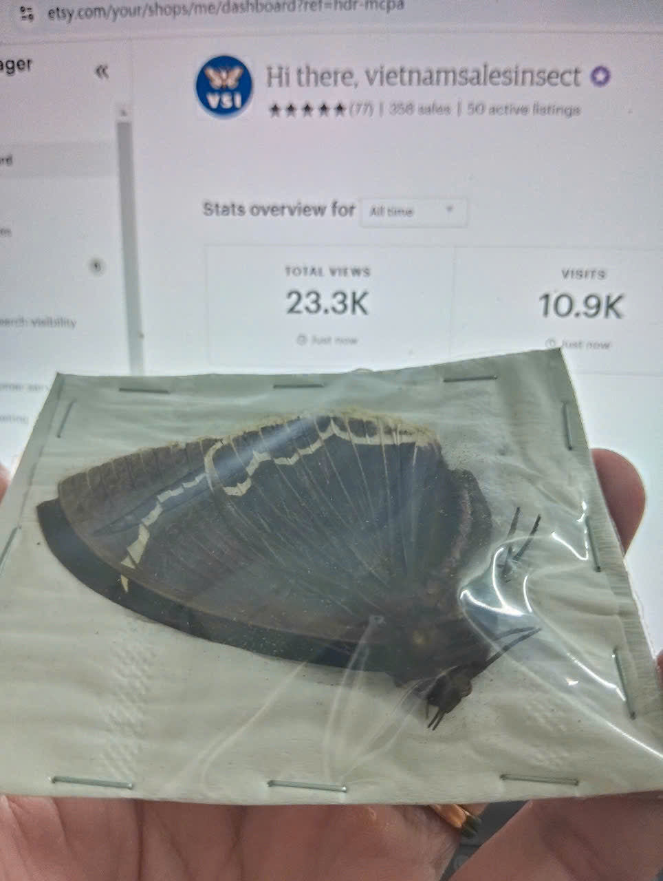 Erebus albicincta obscurata – Dried Moth Specimen | Closed Wings | Taxidermy Oddities