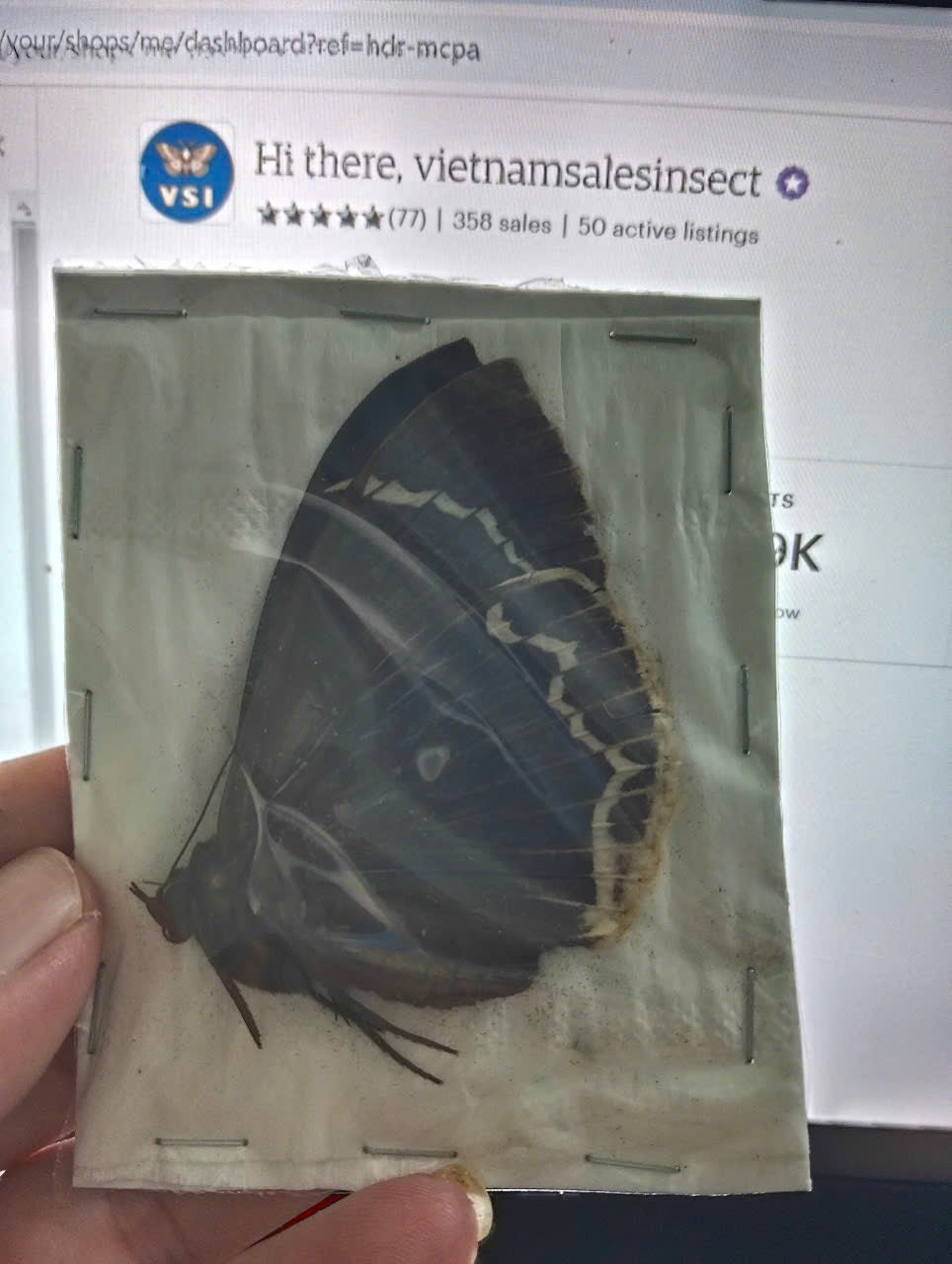 Erebus albicincta obscurata – Dried Moth Specimen | Closed Wings | Taxidermy Oddities