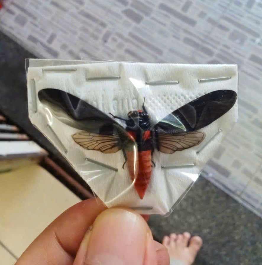 Huechys sanguinea Cicada | Spread Wings Dried Specimen | Insect Taxidermy Oddities | Spread Wings Dried Specimen | Insect Taxidermy Oddities