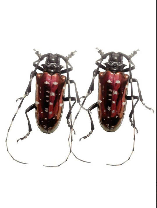 Anoplophora albopicta Beetle | Dried Longhorn Specimen | Insect Taxidermy Oddities