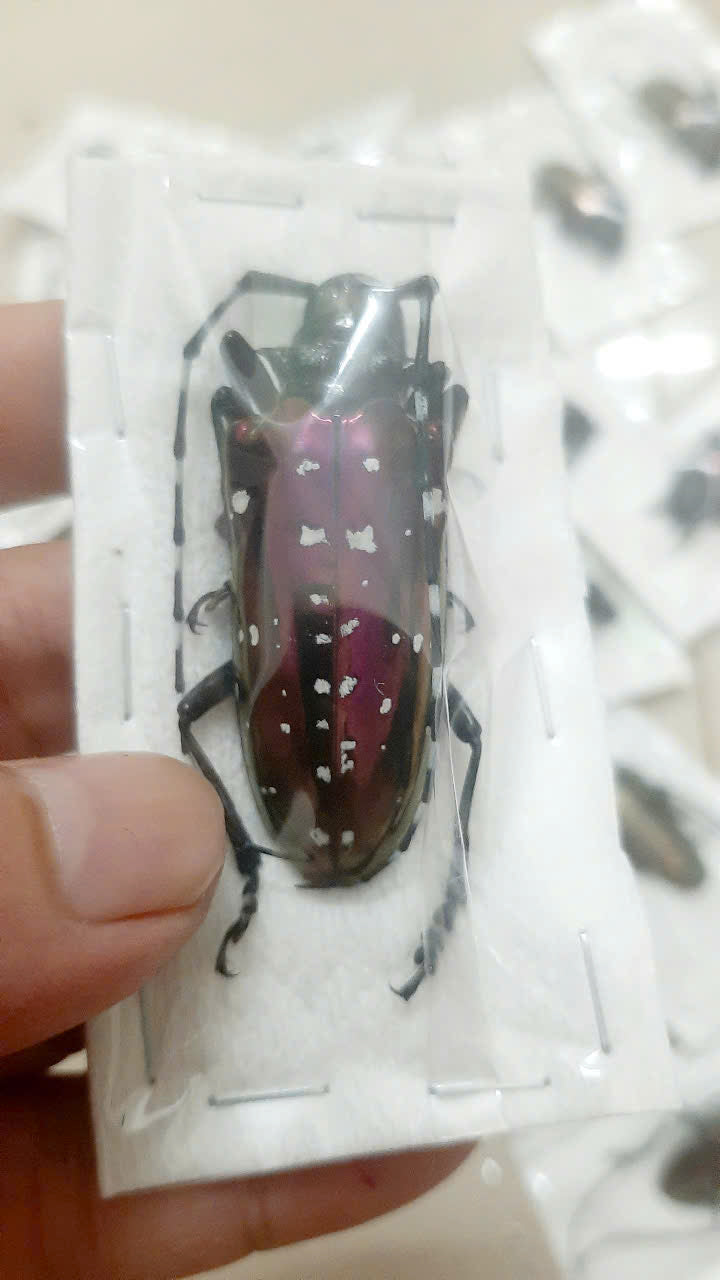 Anoplophora albopicta Beetle | Dried Longhorn Specimen | Insect Taxidermy Oddities