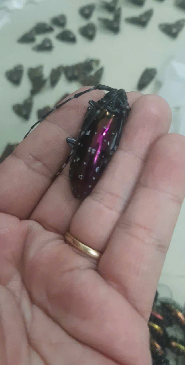 Anoplophora albopicta Beetle | Dried Longhorn Specimen | Insect Taxidermy Oddities