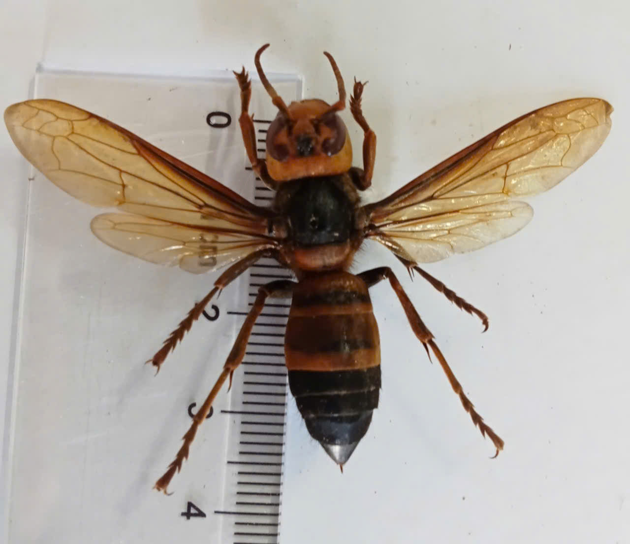 Vespa mandarinia – Giant Asian Hornet | 1 pcs Spread Wings Dried Specimen | Insect Taxidermy Oddities