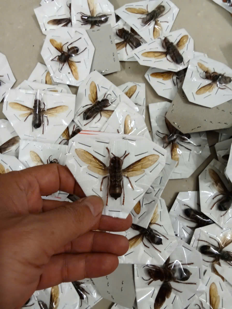 Vespa mandarinia – Giant Asian Hornet | 1 pcs Spread Wings Dried Specimen | Insect Taxidermy Oddities